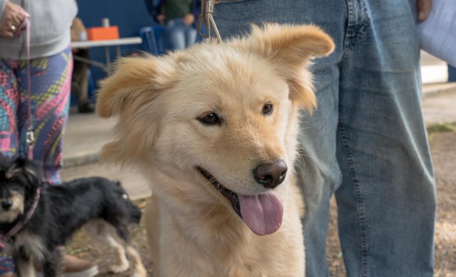 Mutirão de castração, 10/11
