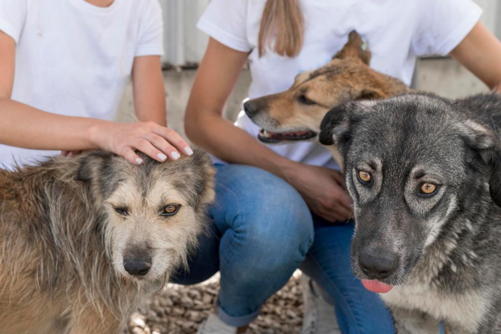 Defesa Animal recebe feira de adoção na quarta-feira (5)